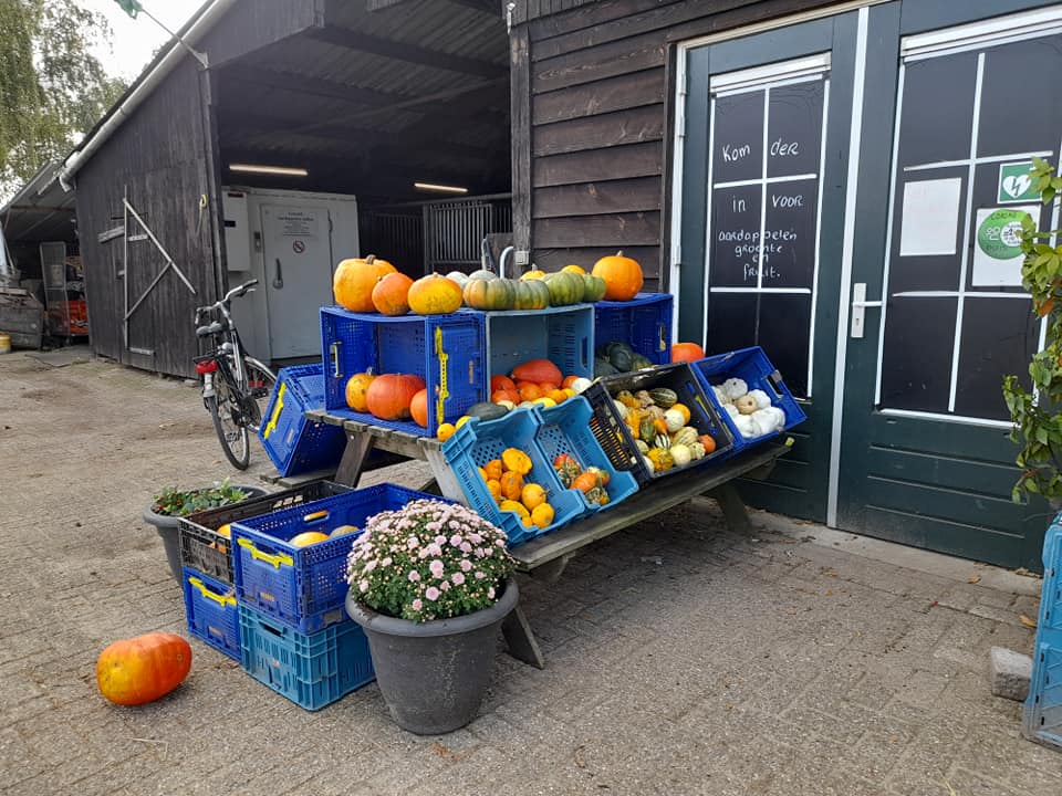 Pompoenen, Courgettes en Sierkalebassen beschikbaar.